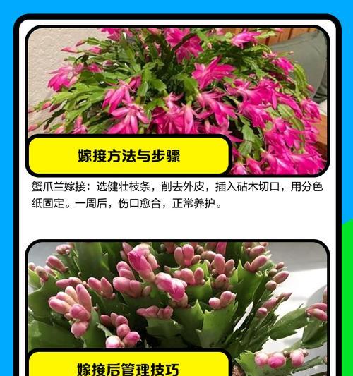 花卉嫁接技巧有哪些？哪些花适合进行嫁接？