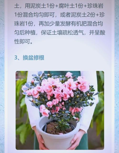 杜鹃花换盆的最佳时机和步骤是什么？怎样减少换盆风险？