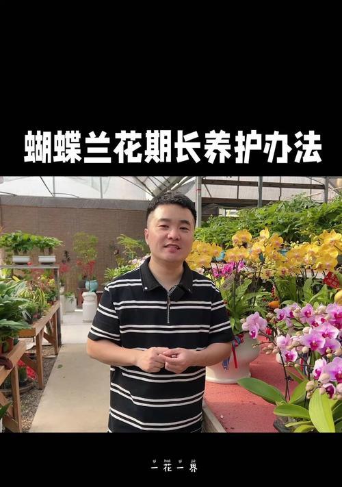 蝴蝶兰花期后如何正确养护？