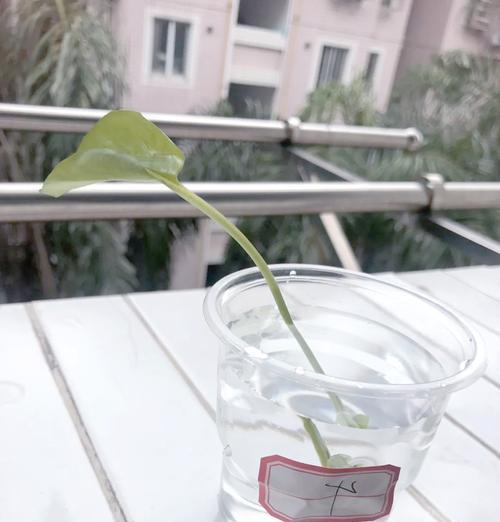绿萝修根的最佳时机是什么时候？