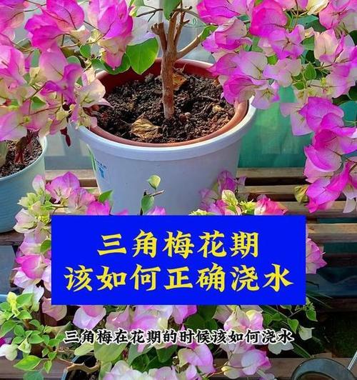 三角梅浇水过多怎么救？如何调整浇水频率？