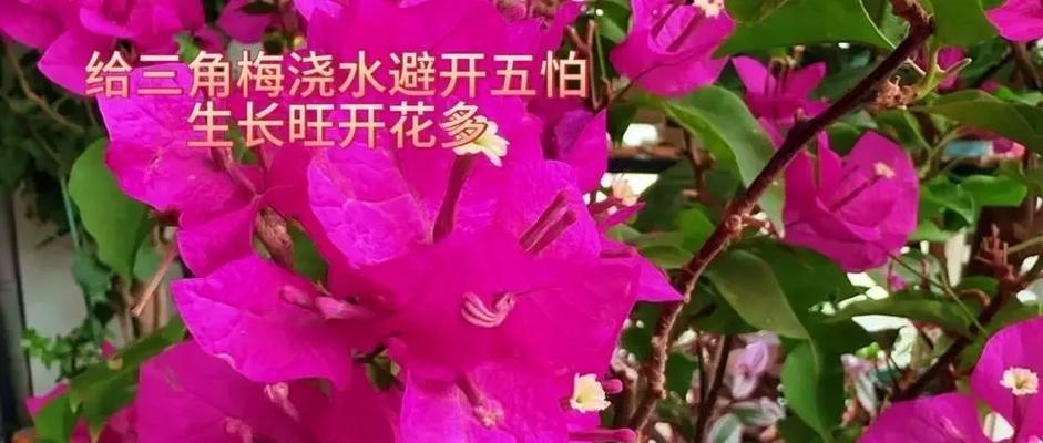 三角梅浇水过多怎么救？如何调整浇水频率？