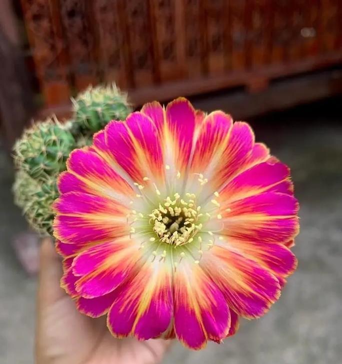 仙人球开花颜色有哪些？