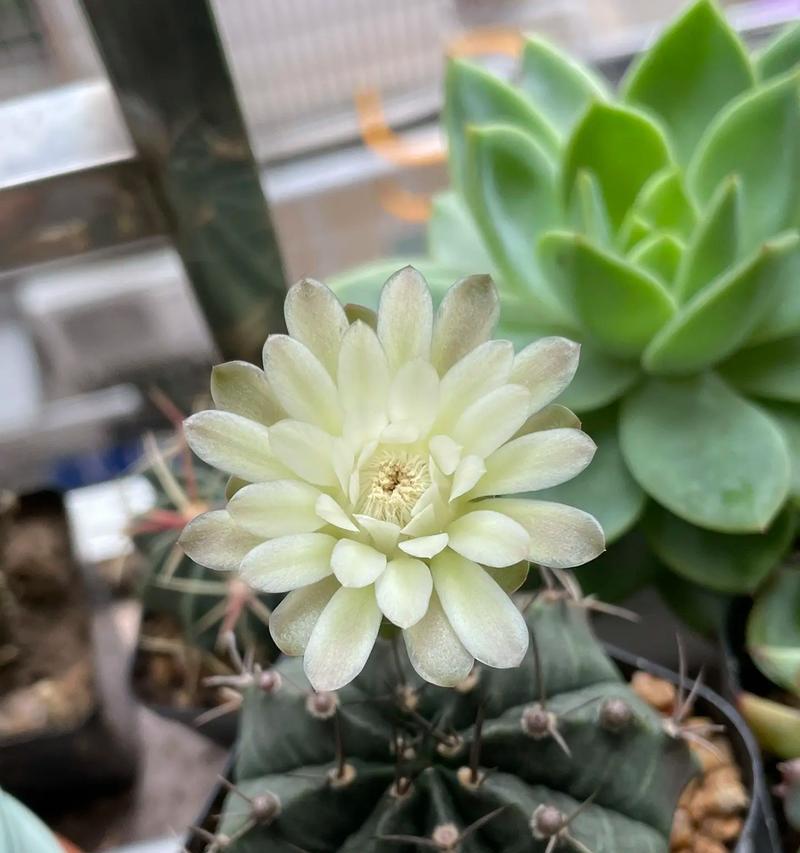仙人球开花颜色有哪些？