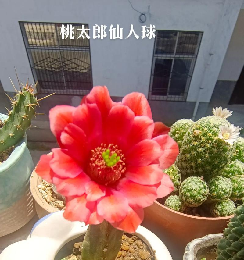 仙人球开花颜色有哪些？