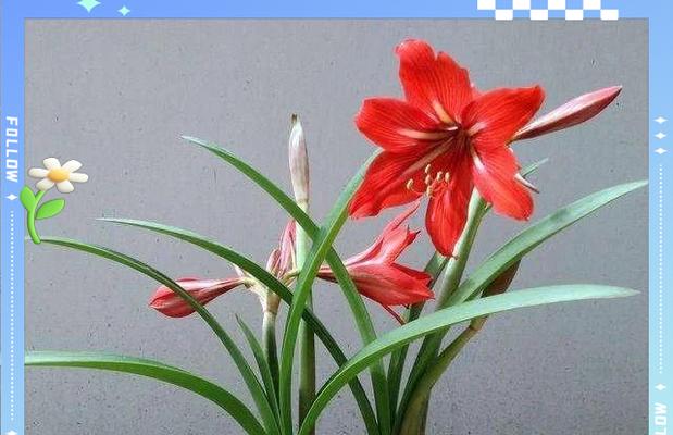 红运当头花浇水的正确方式是什么？