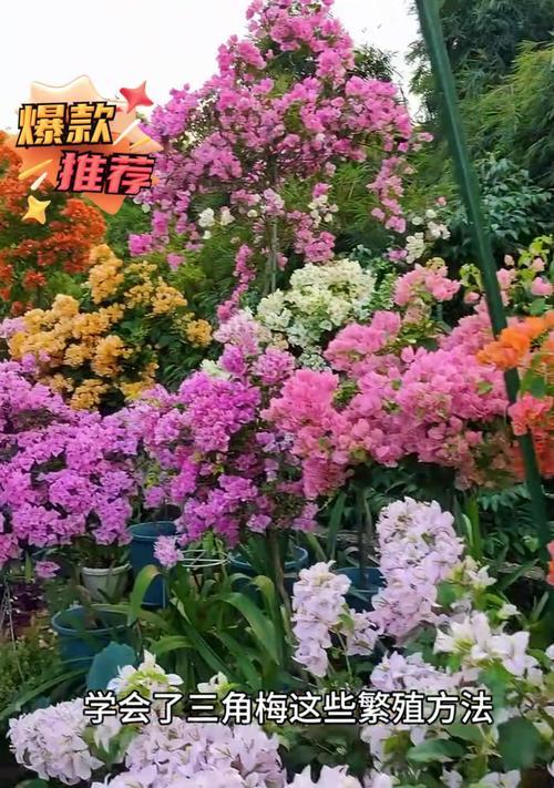 三角梅繁殖的有效方法有哪些？