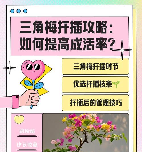 三角梅繁殖的有效方法有哪些？