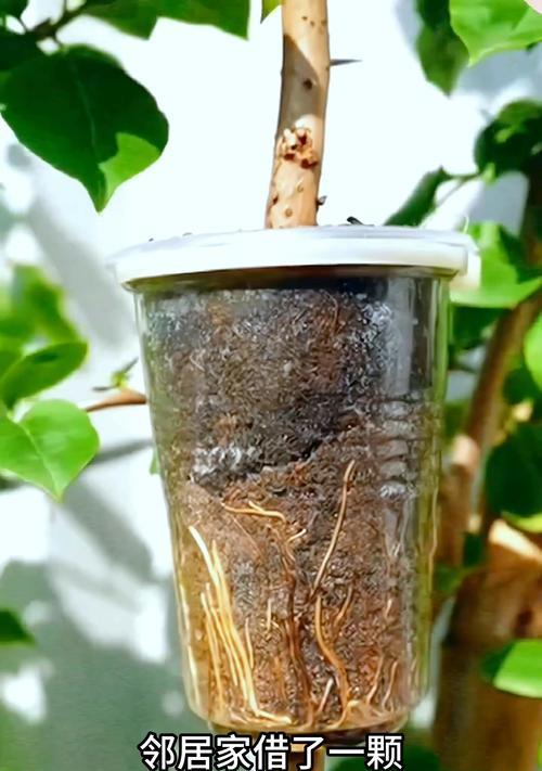 三角梅繁殖的有效方法有哪些？