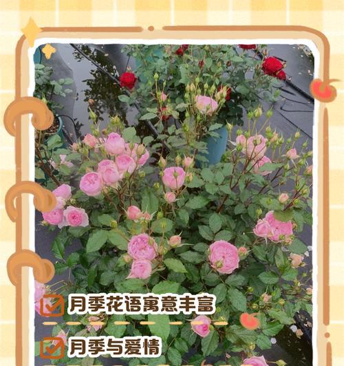 绿色月季品种有哪些？它们的花语是什么？