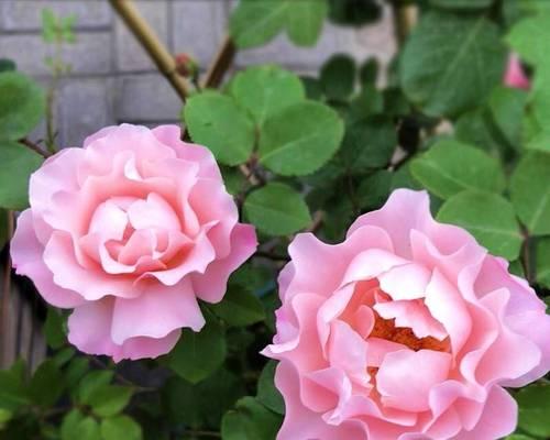 绿色月季品种有哪些？它们的花语是什么？