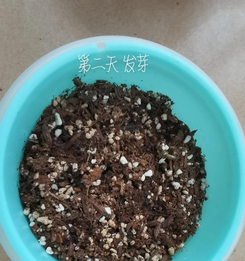 矮牵牛种子的播种时间是什么时候？播种方法有哪些？