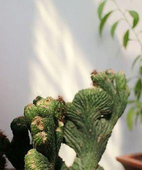 仙人掌喜欢太阳吗？如何正确为仙人掌提供光照？