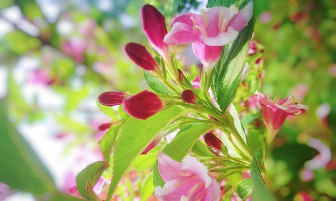 锦带花（绽放多彩的锦带花）