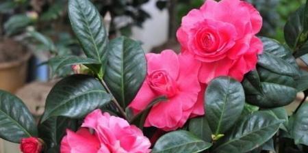 如何让茶花快速开花（掌握这些关键技巧）