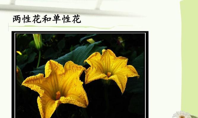 双生花，生生不息（双生花所代表的意义和象征的含义）