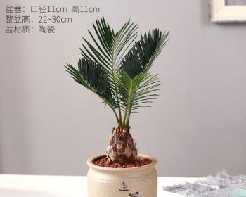 铁树的养殖方法（从选地到修剪）