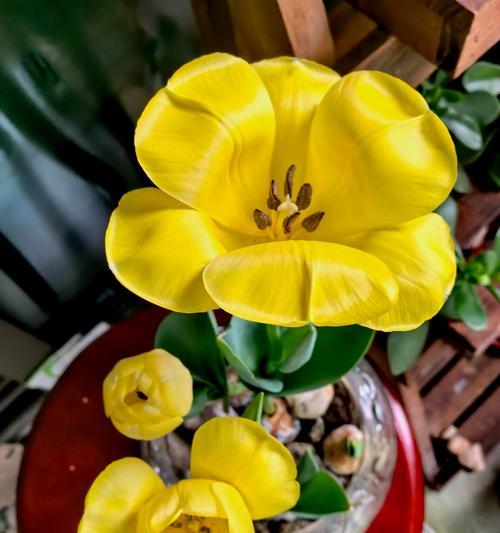 网络花语有哪些新趋势？如何跟上流行的花语潮流？