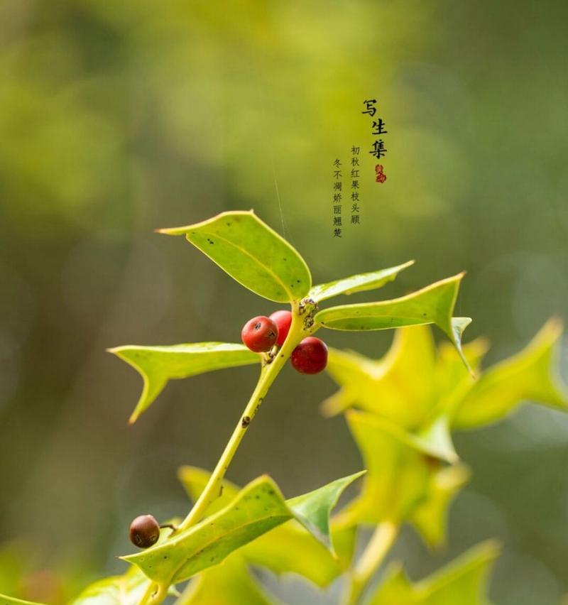 无刺枸骨的花语代表什么？无刺枸骨的花语有哪些？
