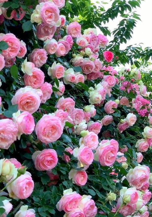 御花园粉色花的花语是什么？它代表了哪种情感？